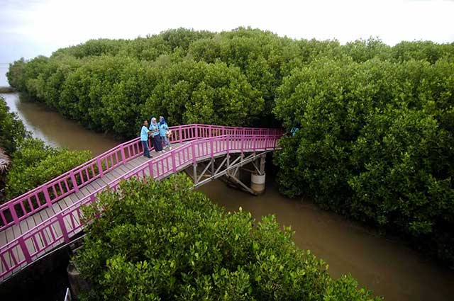 Hutan Mangrove Kaliwlingi