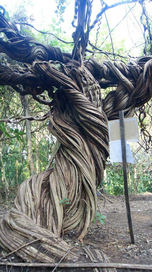 Wisata Pohon Trinil